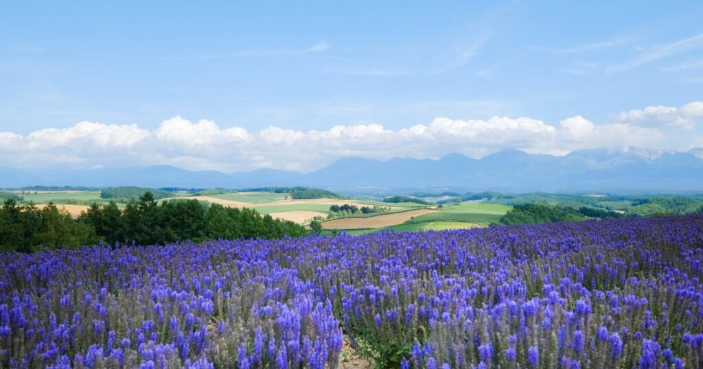 A vibrant field of purple flowers stretches across the foreground under a clear blue sky. Rolling green and golden hills extend into the distance, bordered by a line of trees. In the far background, a range of blue-tinted mountains rises beneath fluffy white clouds.